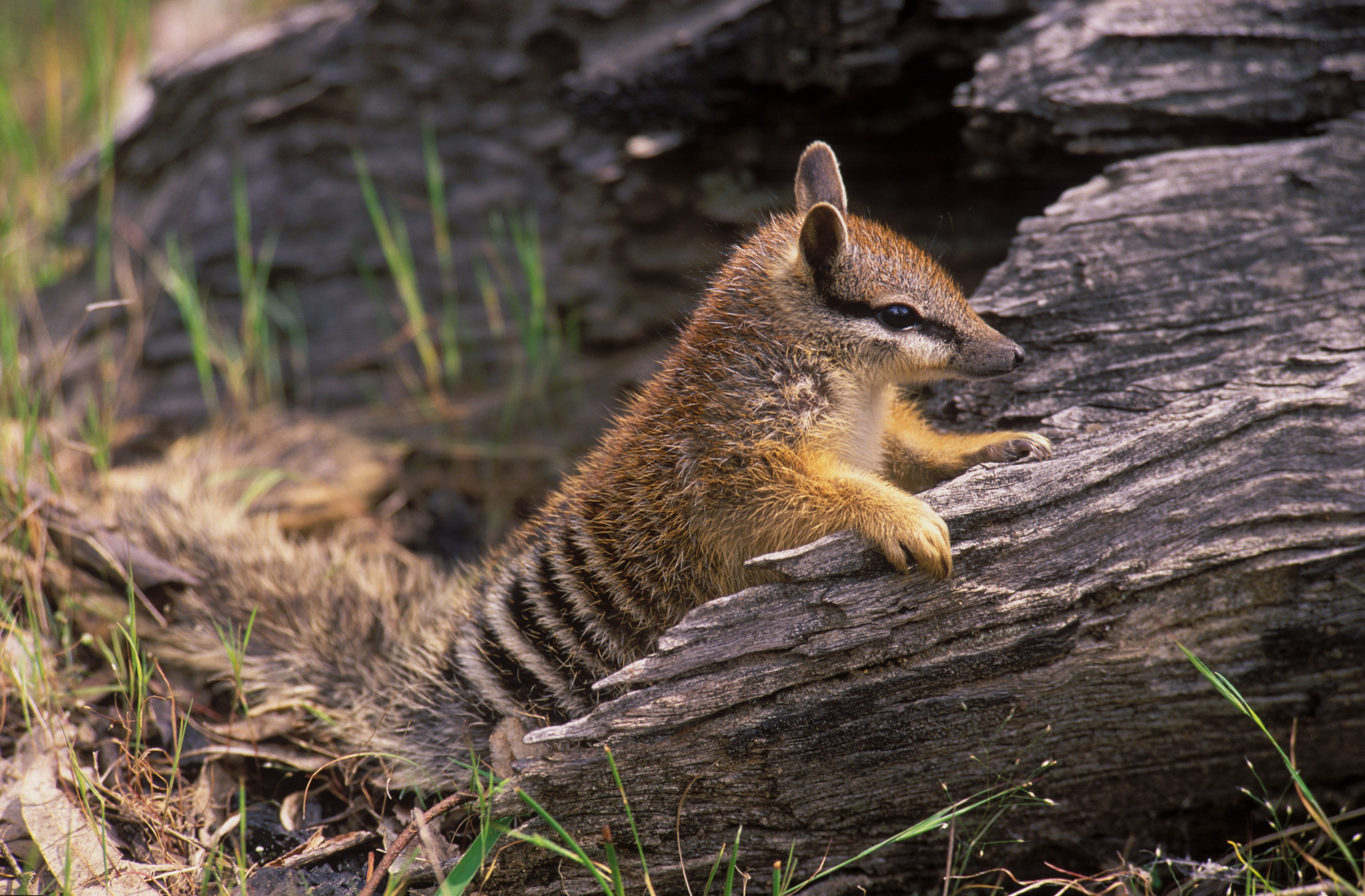 Threatened animals taking refuge in the park
