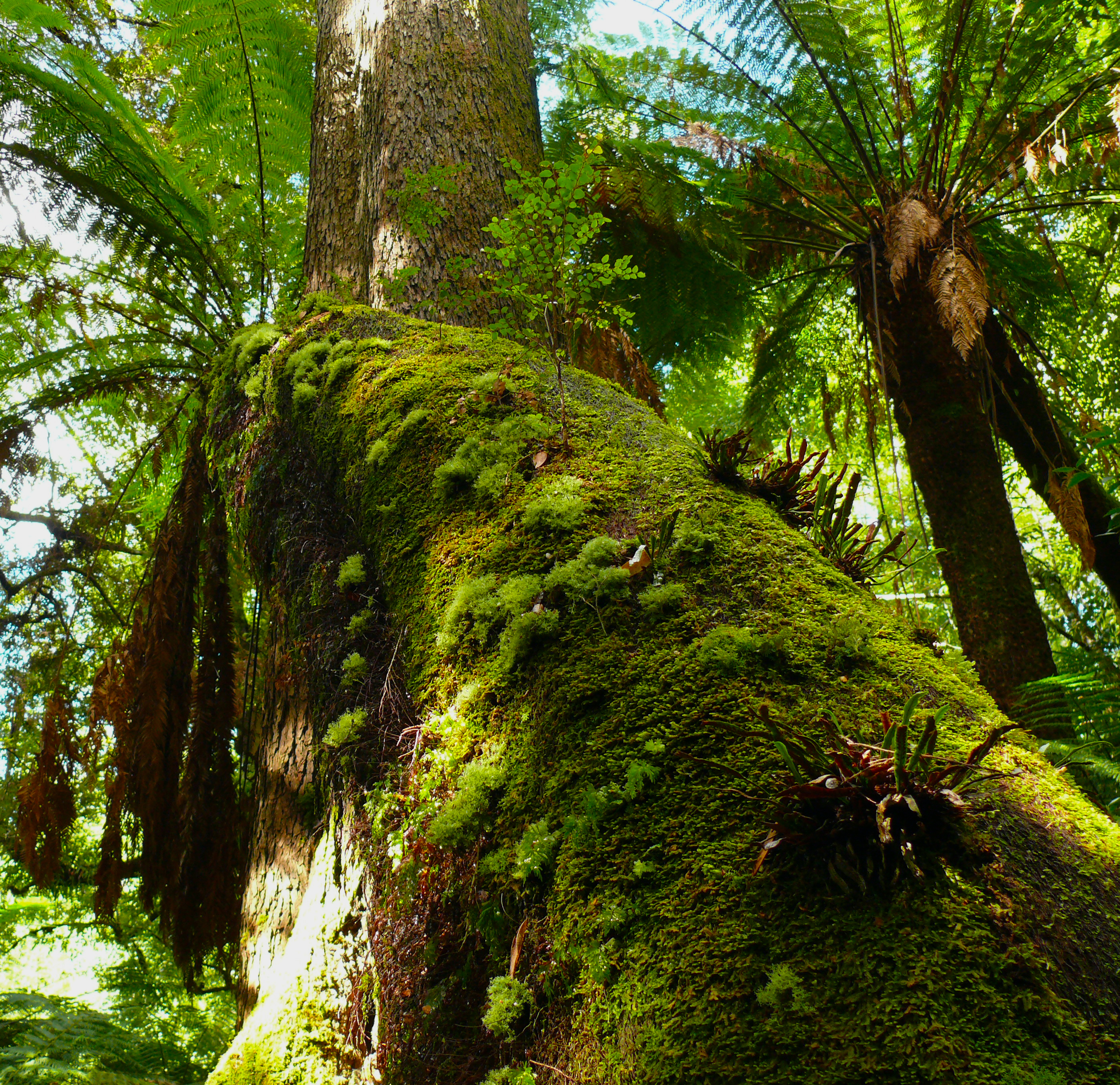 Tassie's forests have a long past