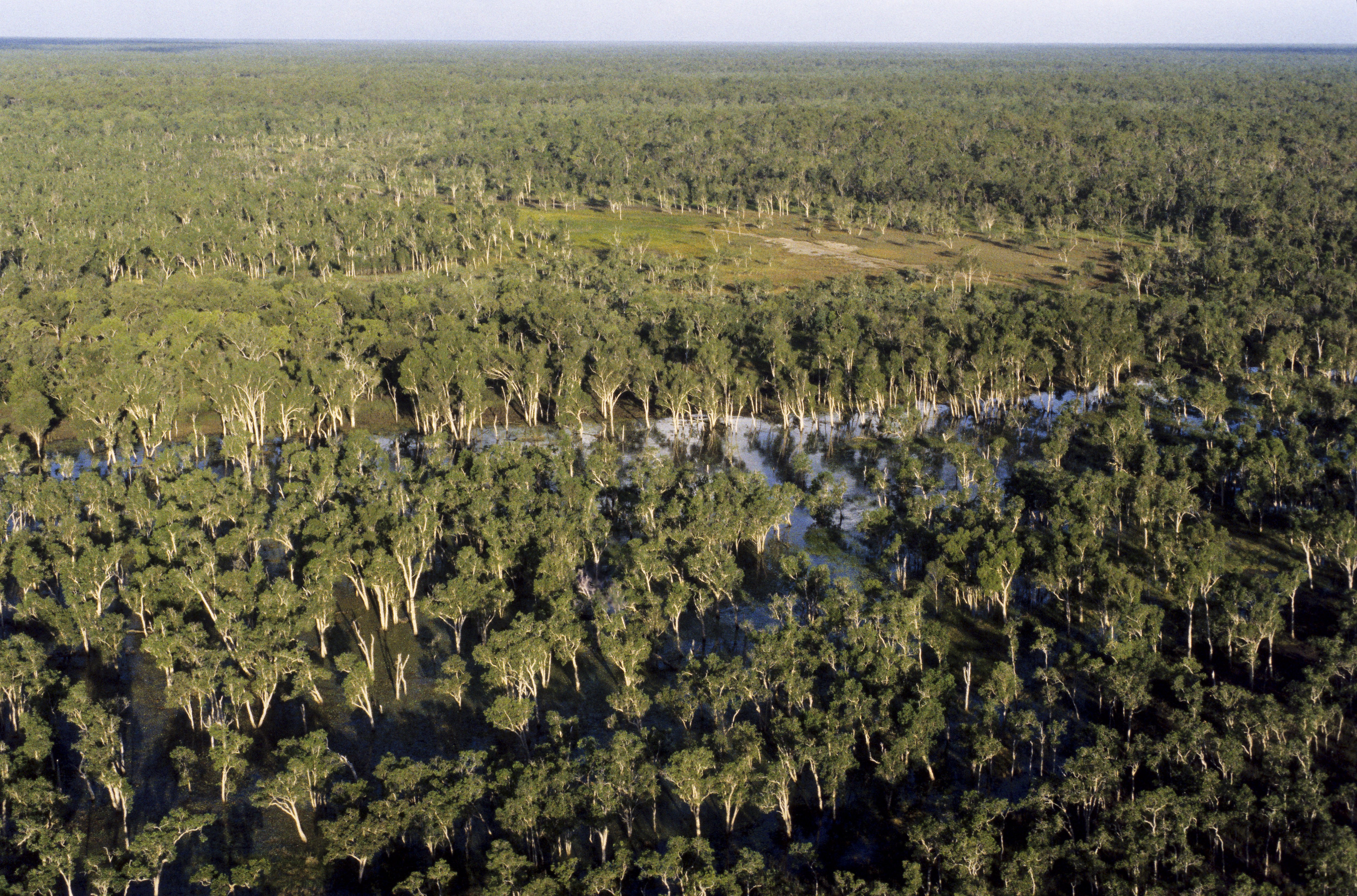 Our campaign to end deforestation