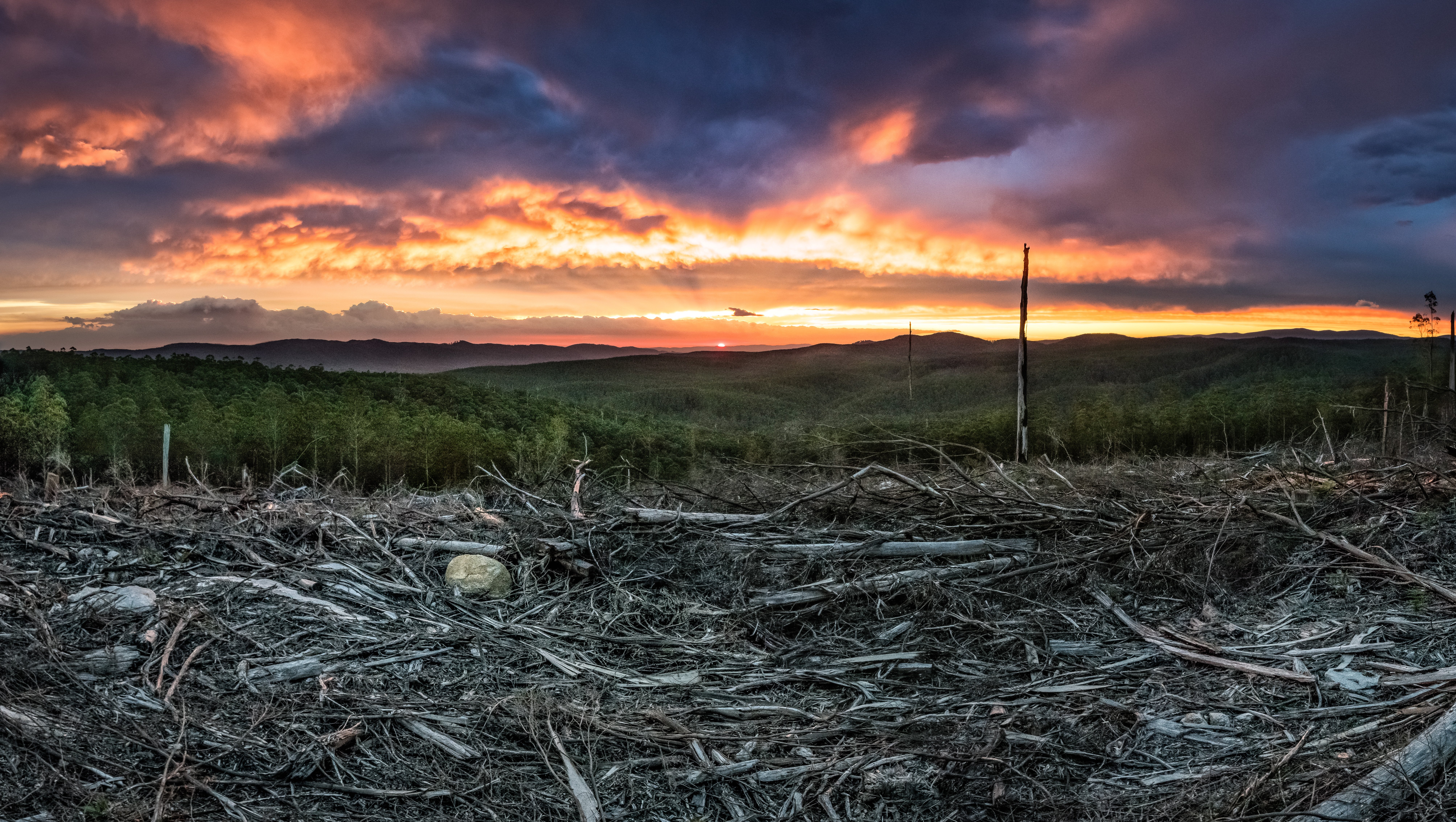 Photo: Forest clearfelled in the Central Highlands, Victoria | Justin Cally