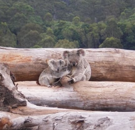 10 facts about deforestation in Australia