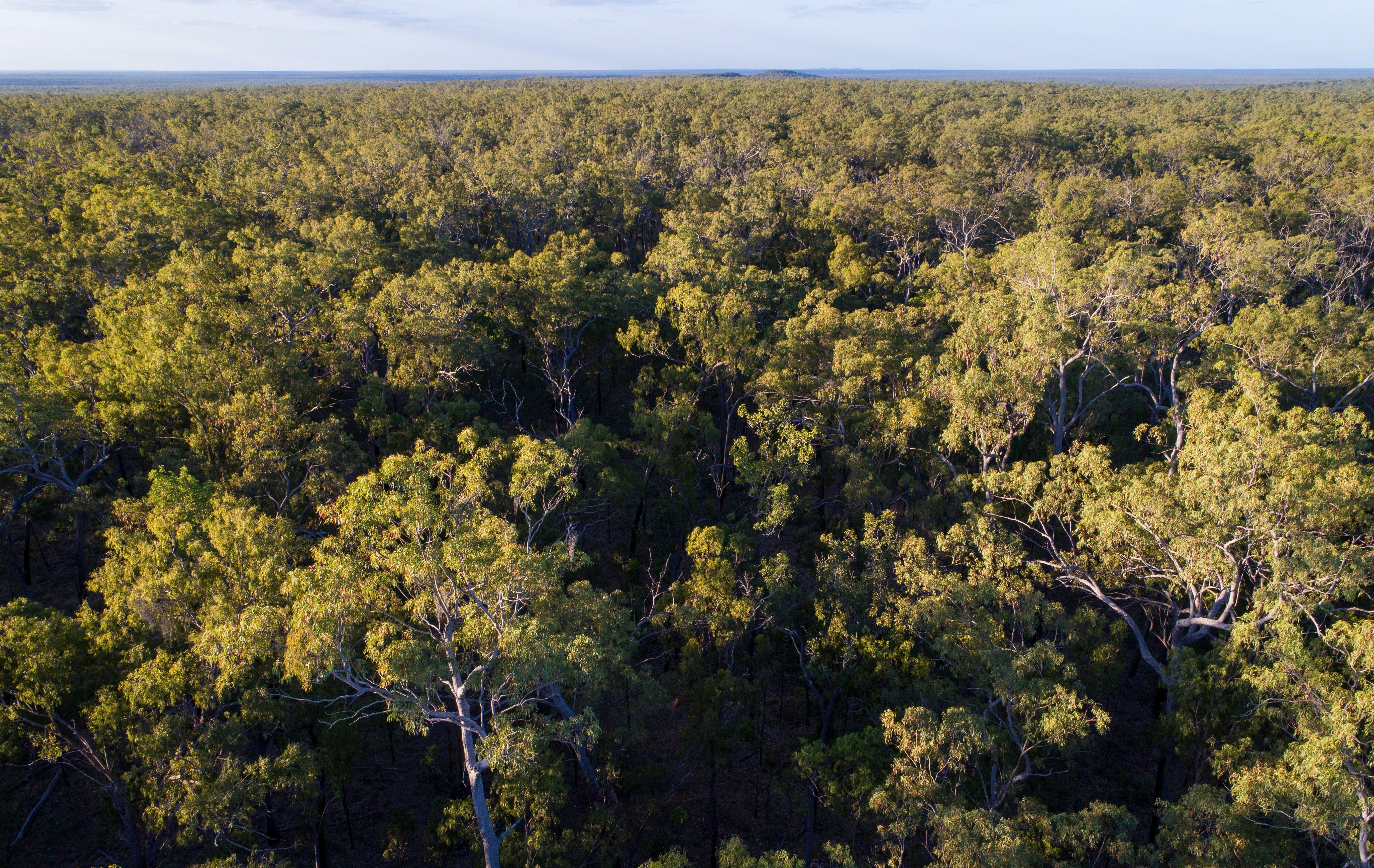 Photo: Healthy bushland in North Queensland | Kerry Trapnell