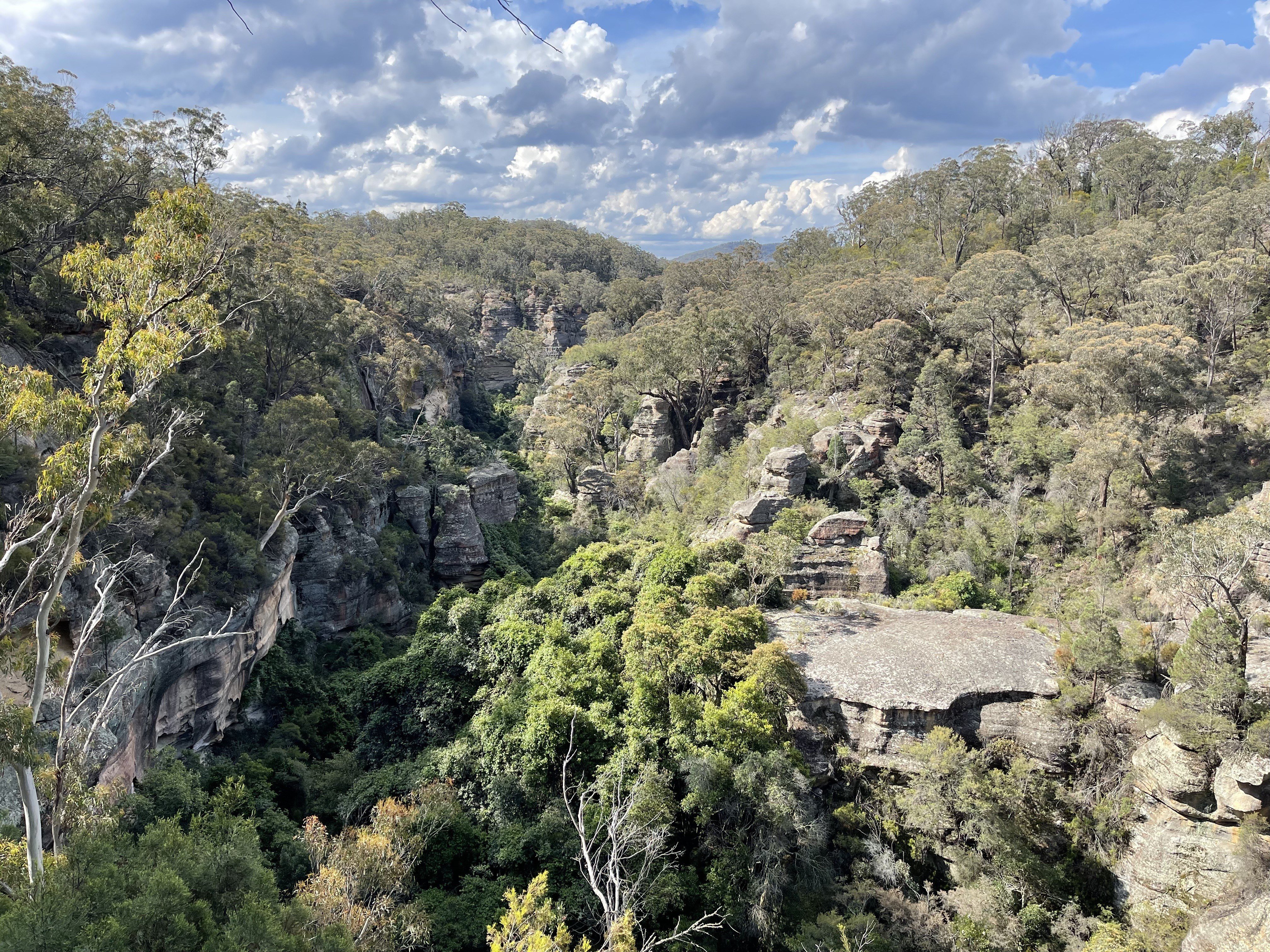 Forests we're fighting for