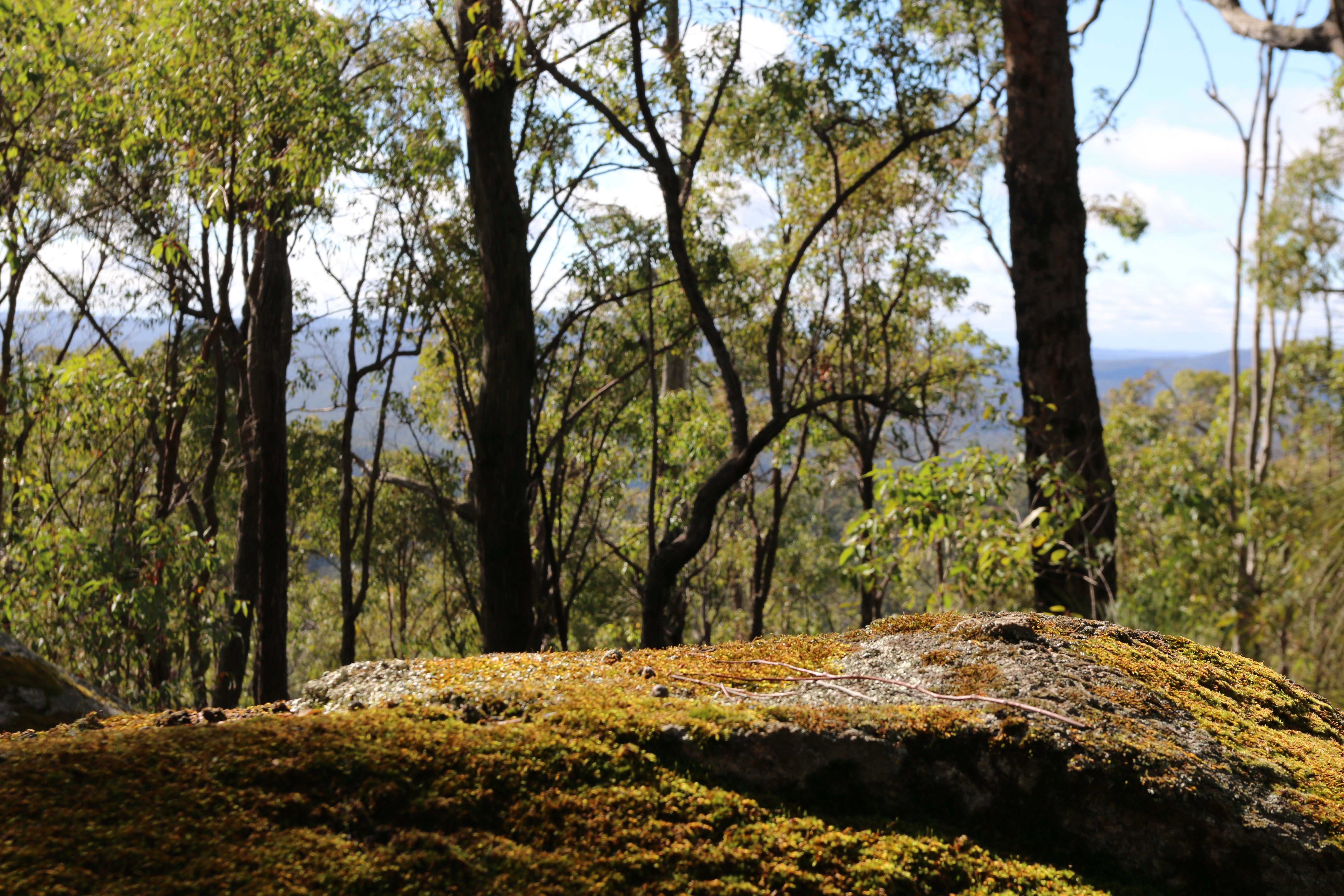 WA’s Jarrah Forests have a long past