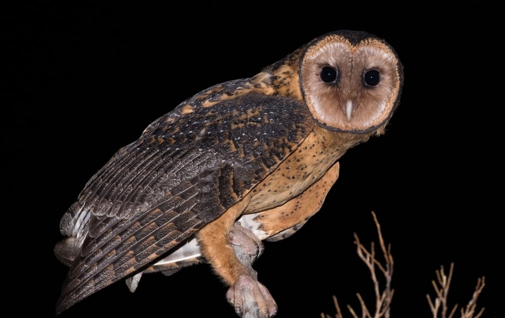 Masked owl