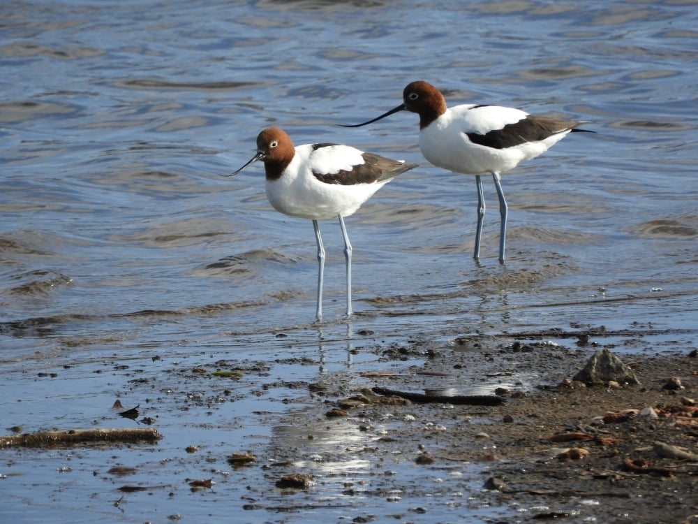 Avocets