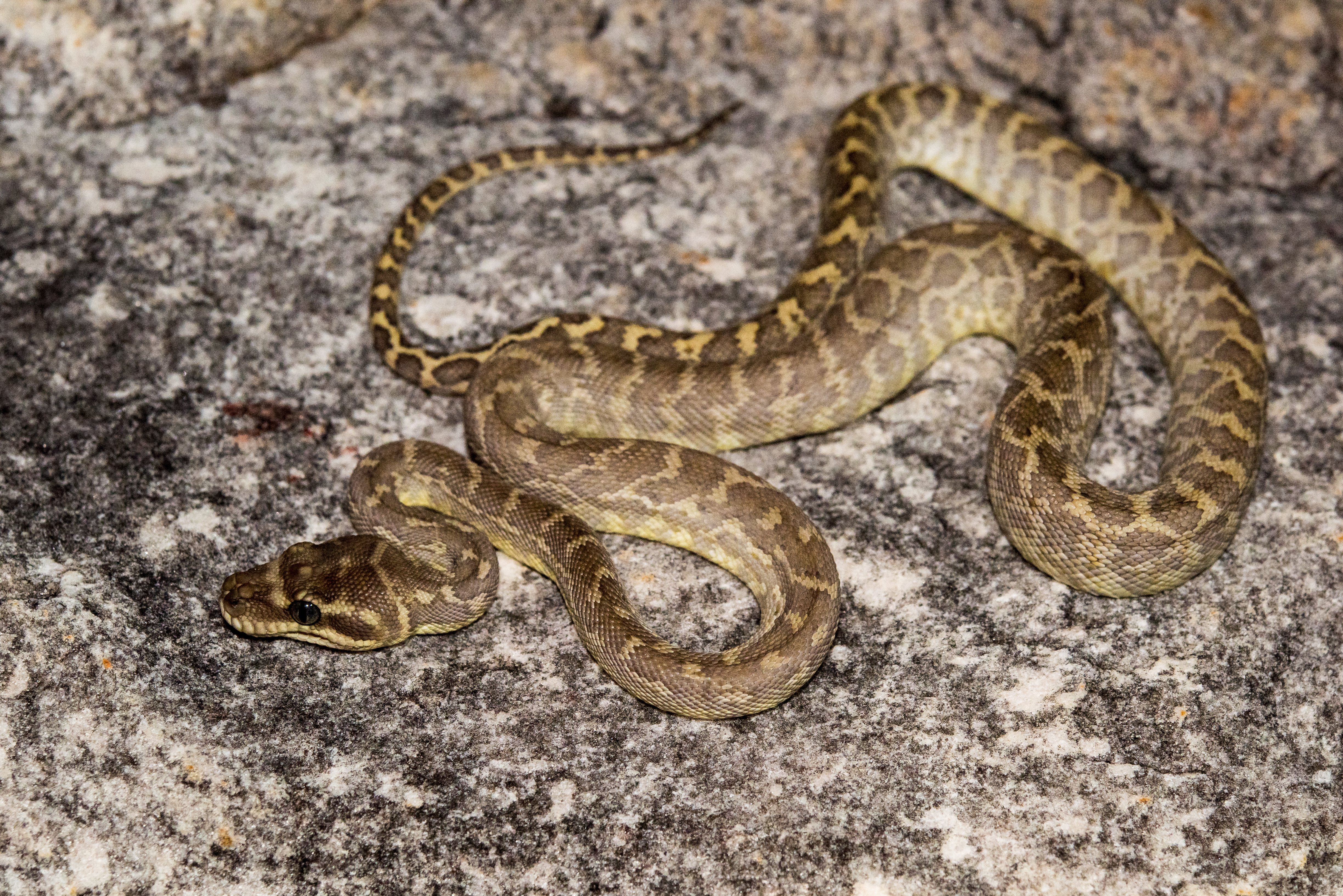 Photo: Morelia carinata | Bruce Thomson
