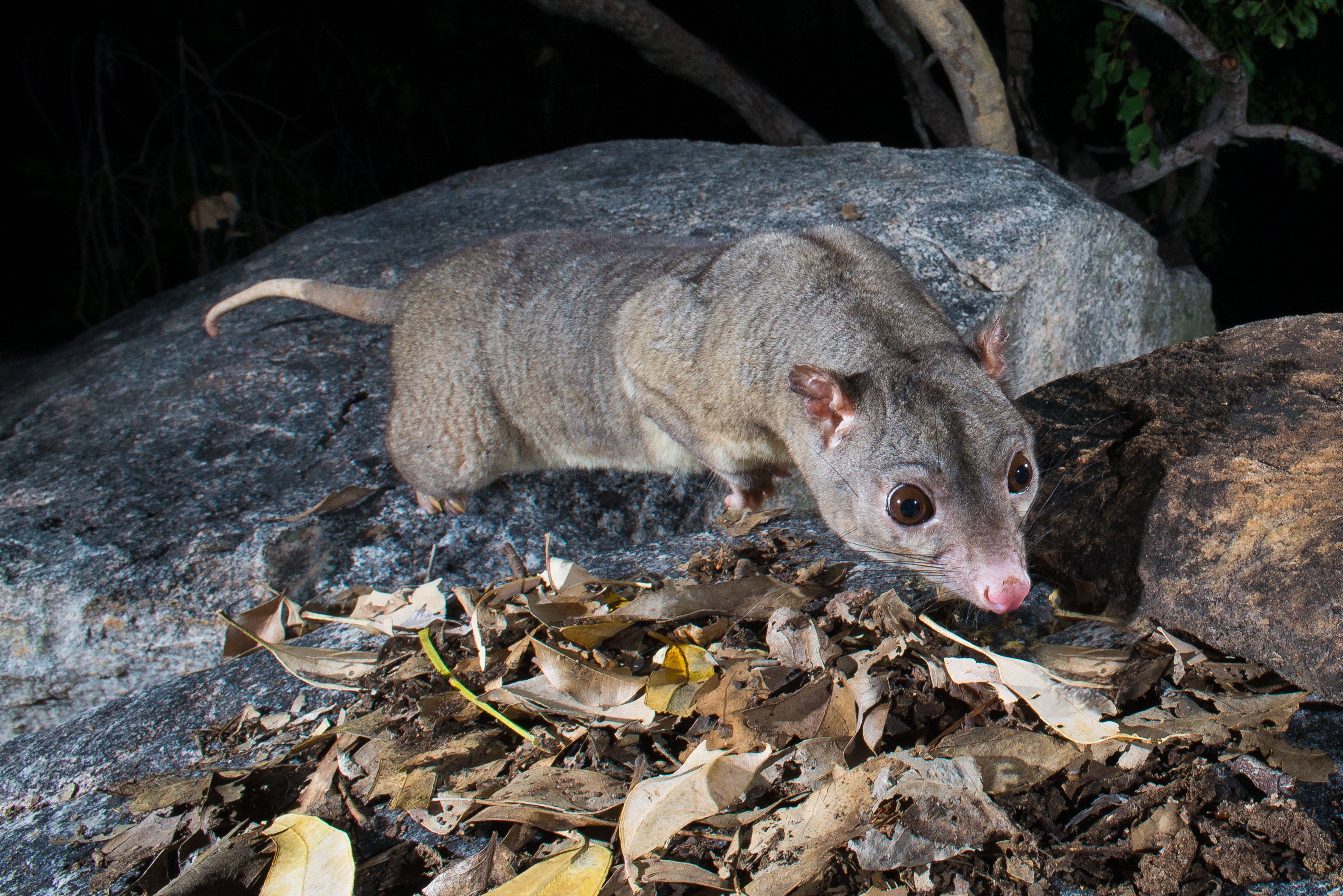 Photo: Wyulda squamicaudata | Bruce Thomson