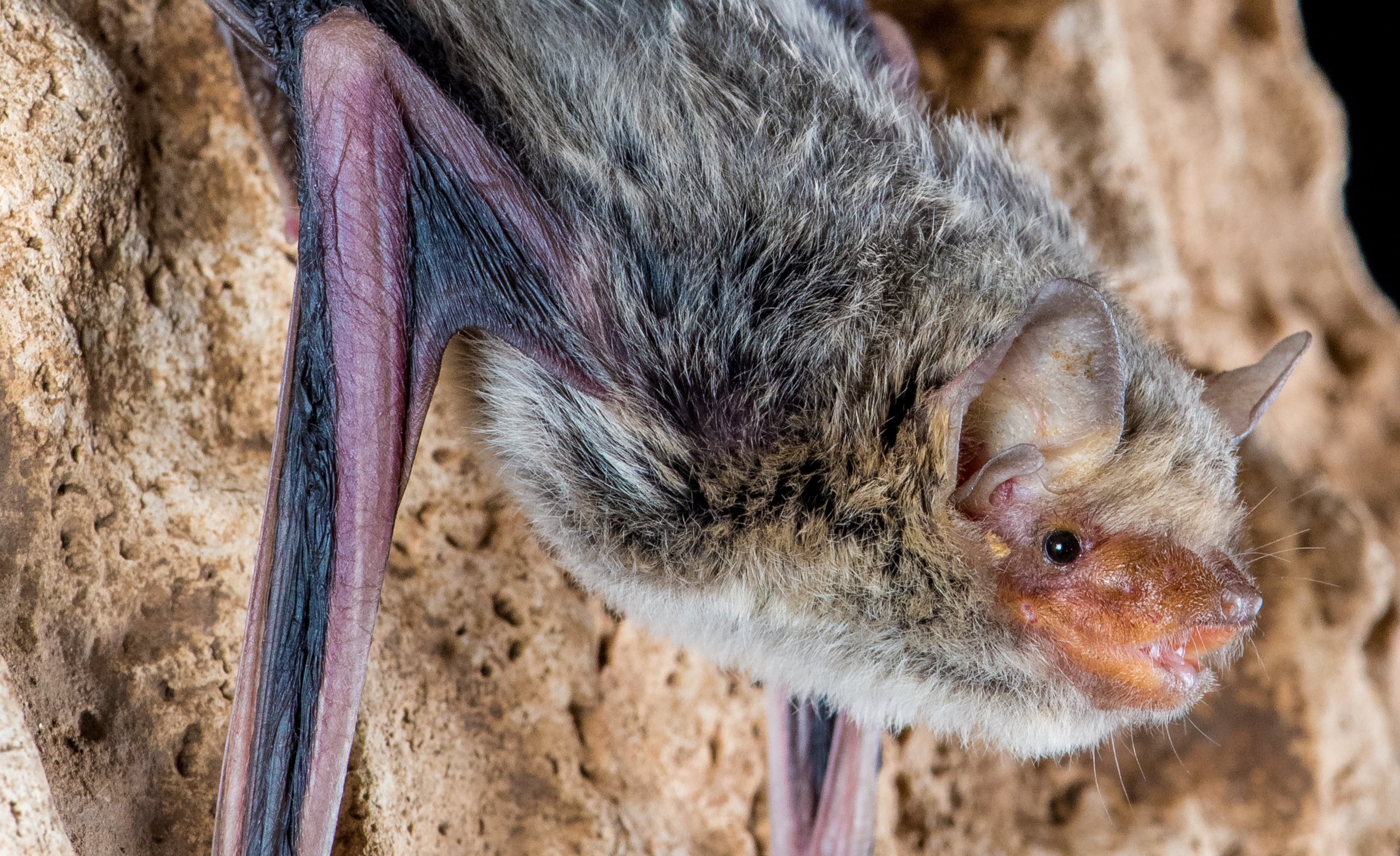 Photo: Vespadelus douglasorum | Bruce Thomson