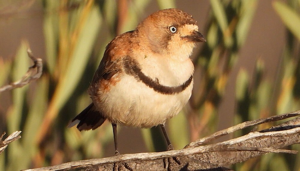 Banded whiteface