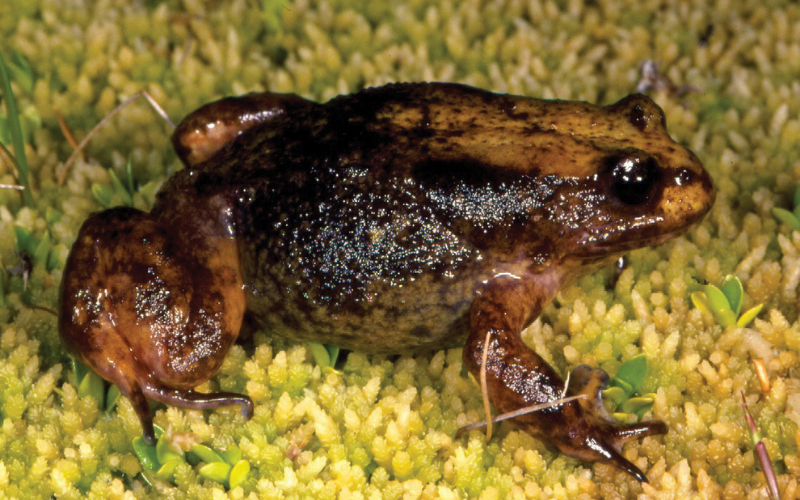 Baw-Baw-frog-Greg-Hollis.png#asset:18646