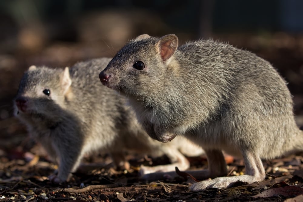 Northern bettong