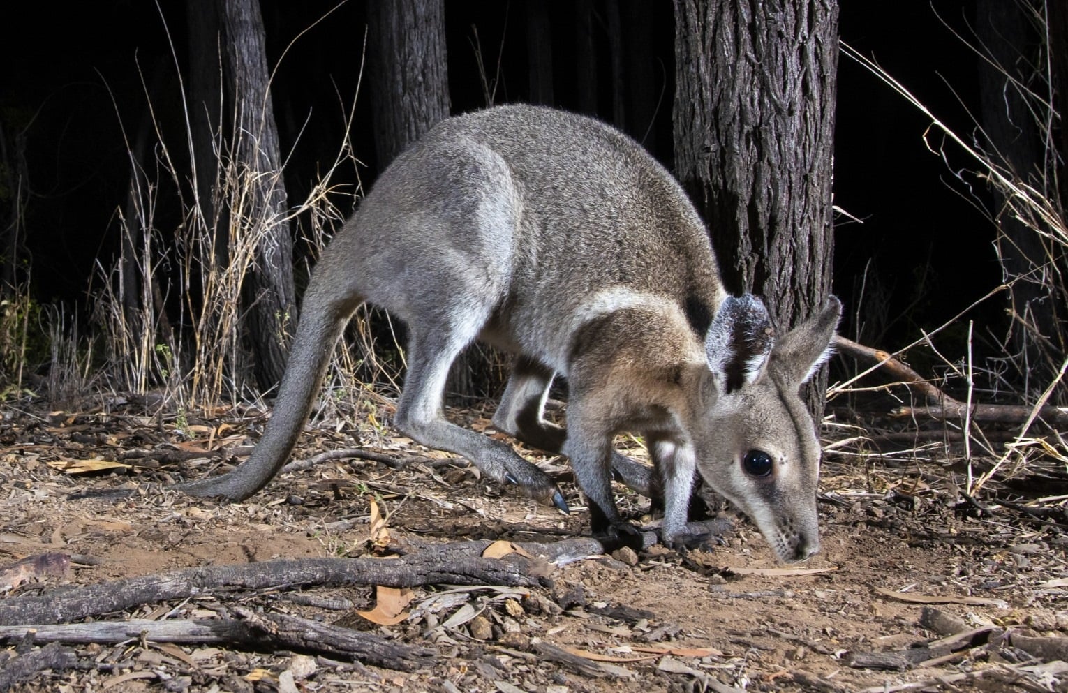 merrin / bridled nail-tailed wallaby
