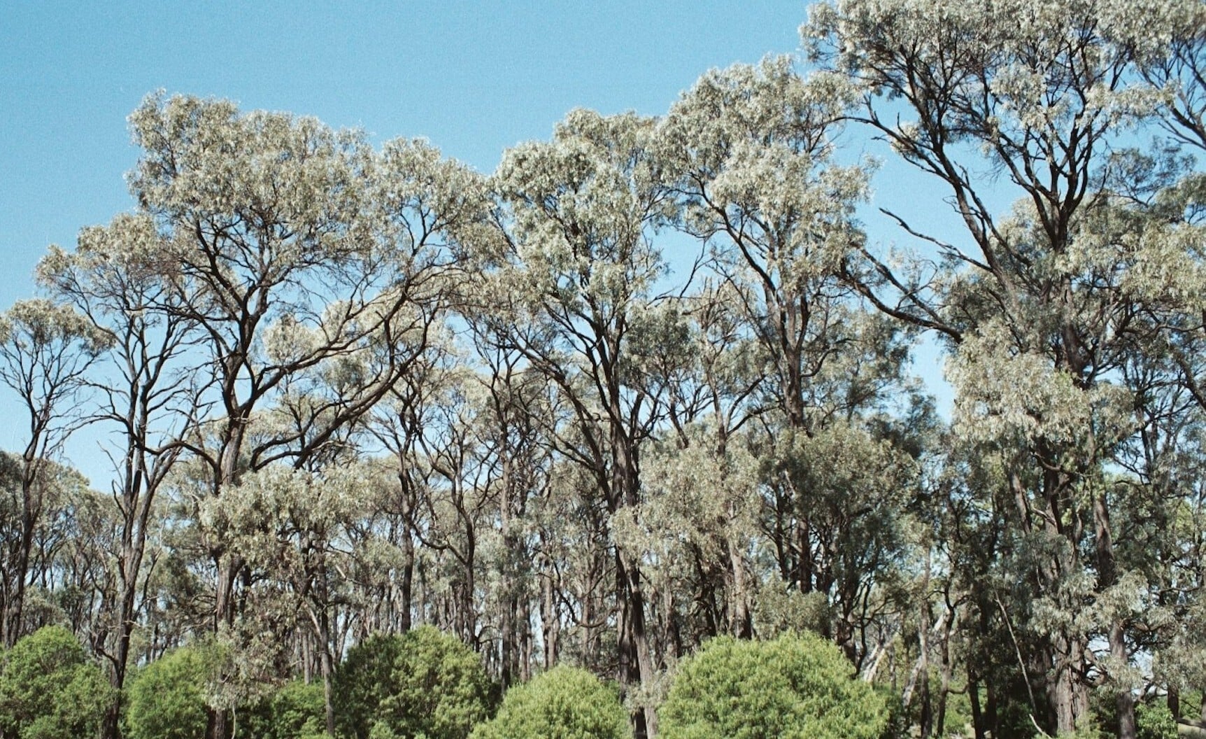 Brigalow