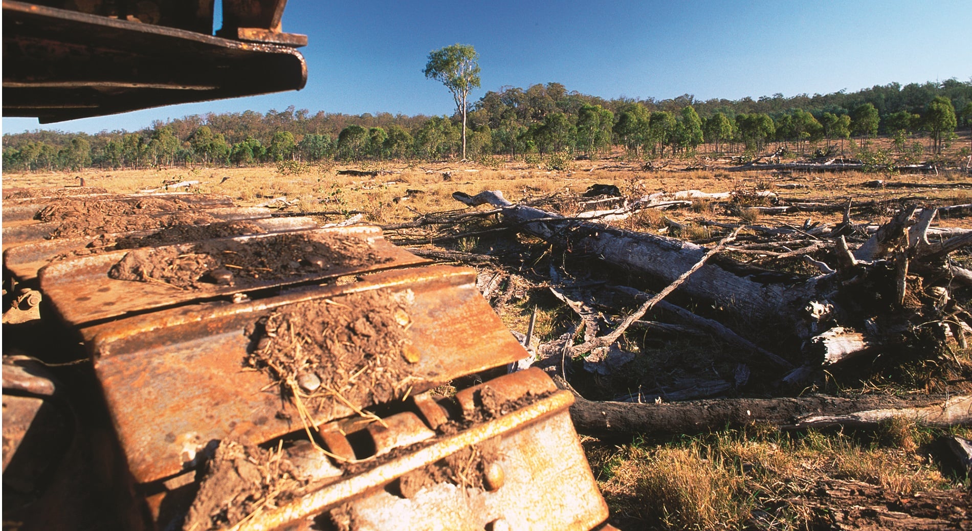 Deforestation