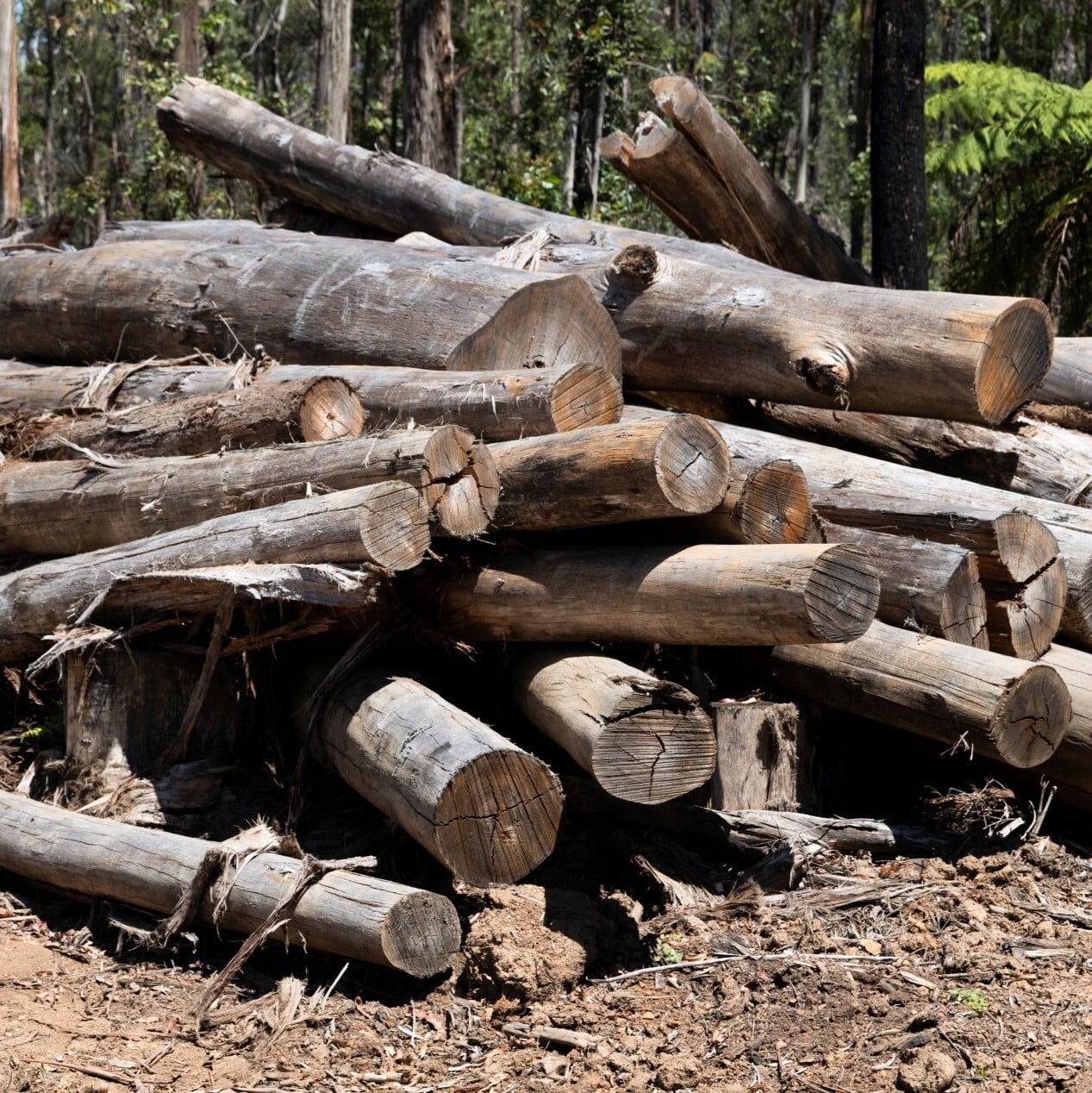 Stop Bunnings selling out Australia's special forests