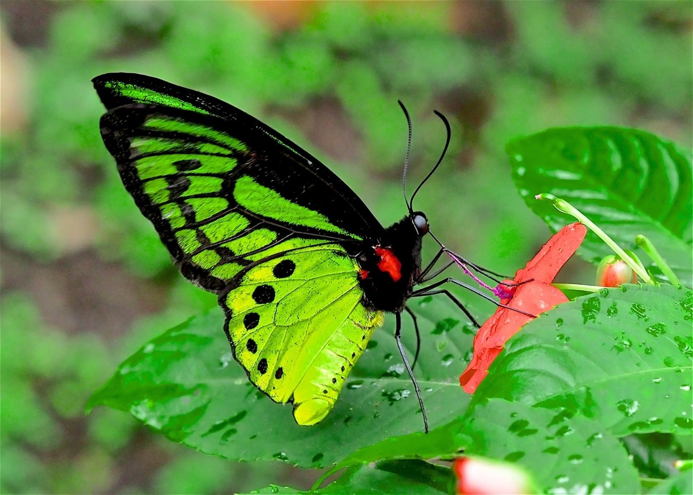 Cape York birdwing butterfly