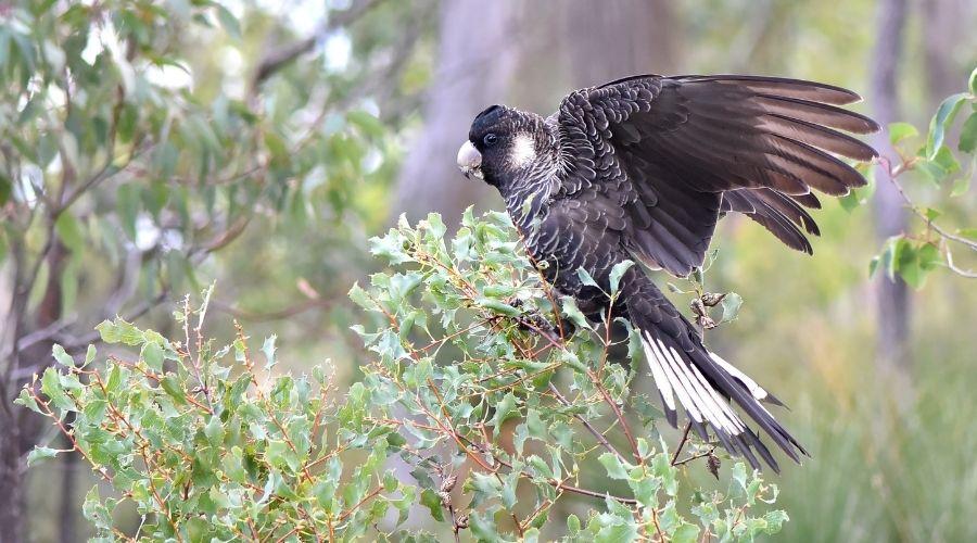 Urge the Albanese government to properly fund nature