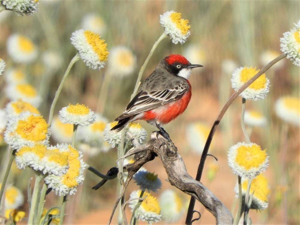 Crimson chat