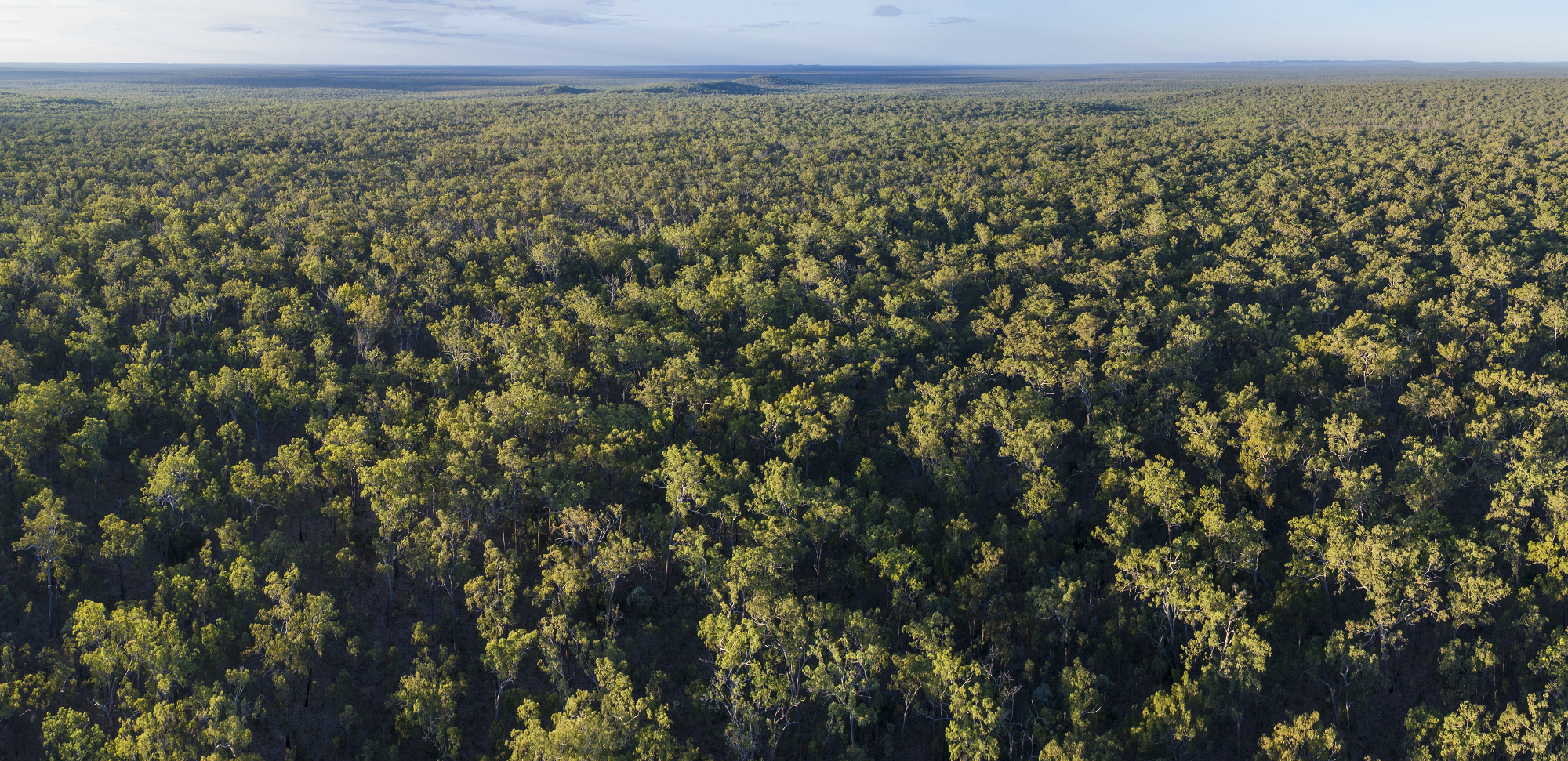 5 more ways you can help stop deforestation