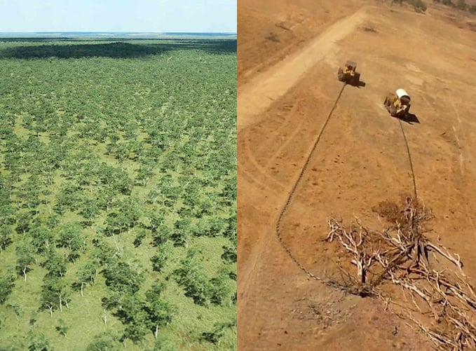 Deforestation explained