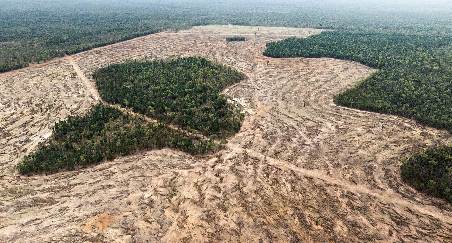 Forests are falling with no accountability