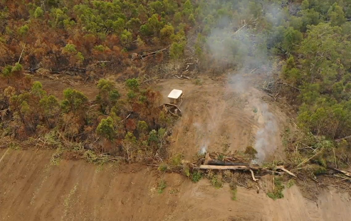 Our campaign to stop deforestation in its tracks