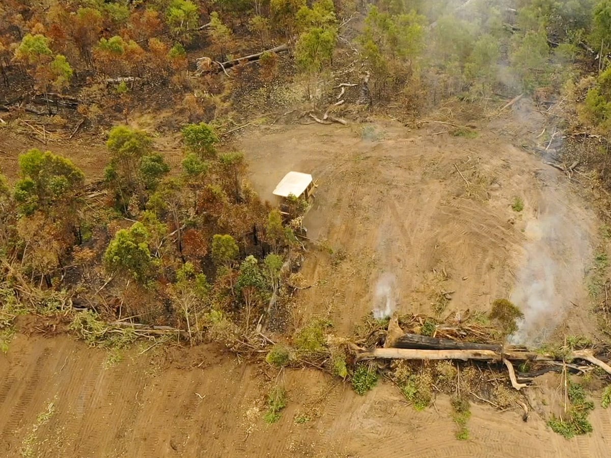 Over 1 million hectares bulldozed for beef