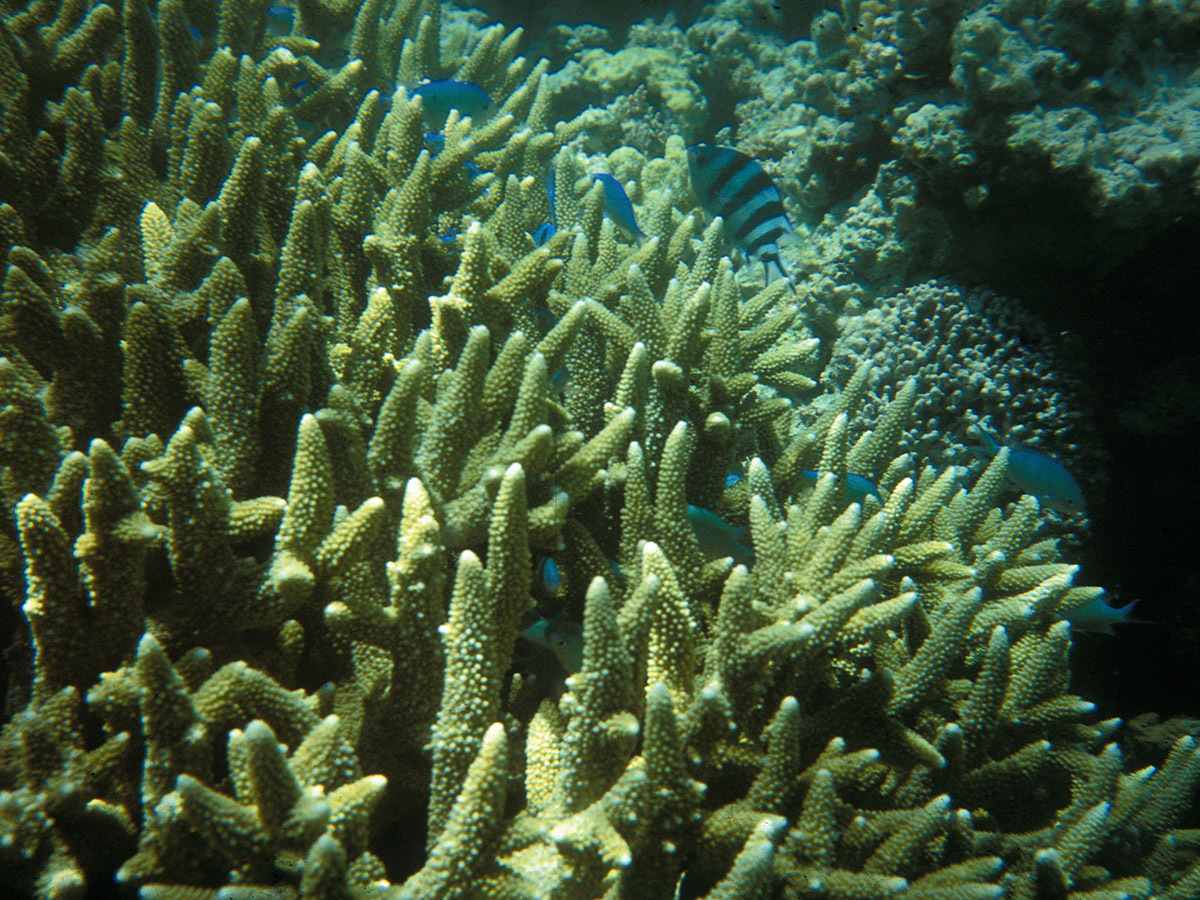 Reef at risk: deforestation increases erosion and pollution