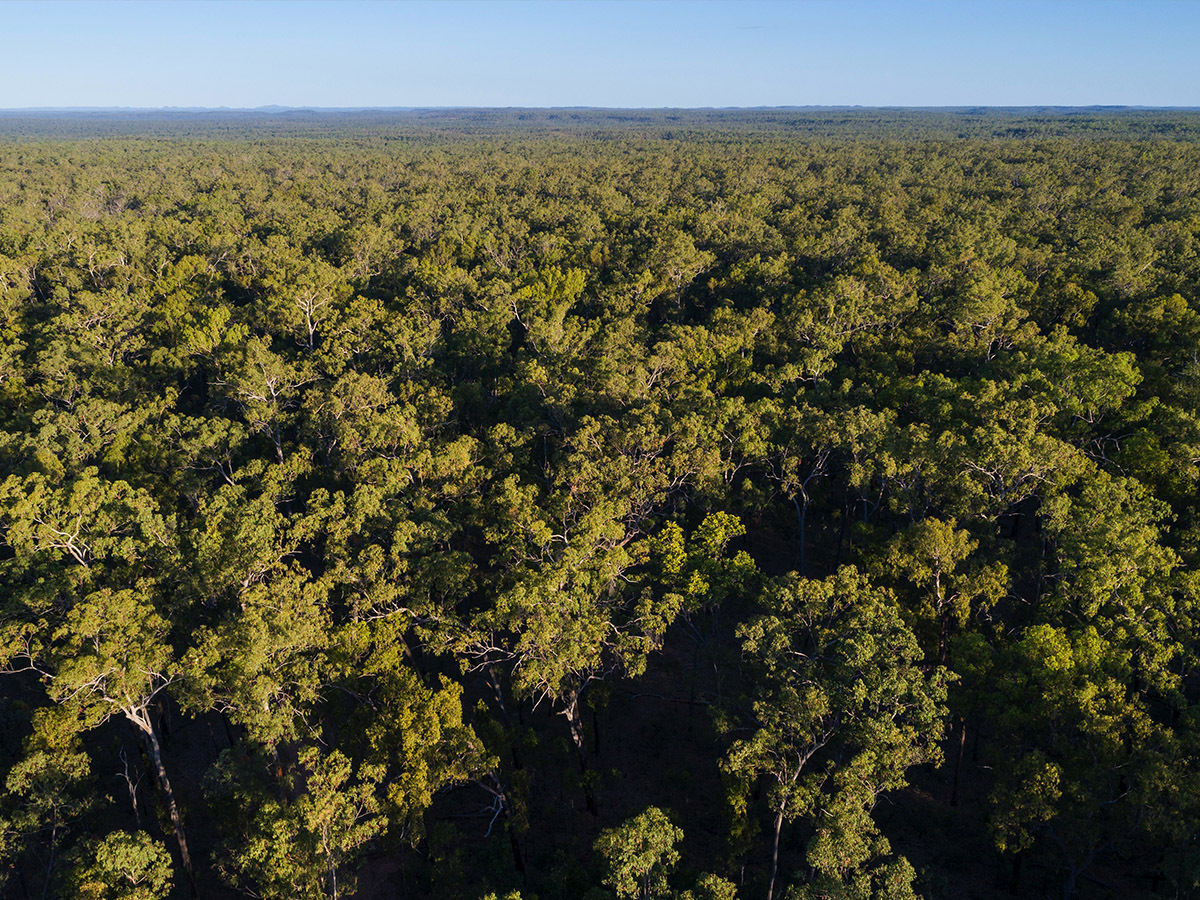 Whichever way you look at it, it’s deforestation