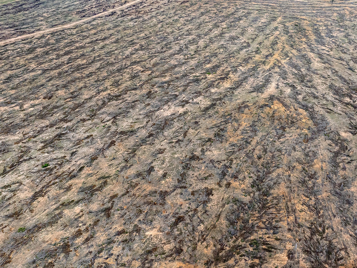 Merely 10% of land parcels accounted for all beef-linked deforestation in 2021–22