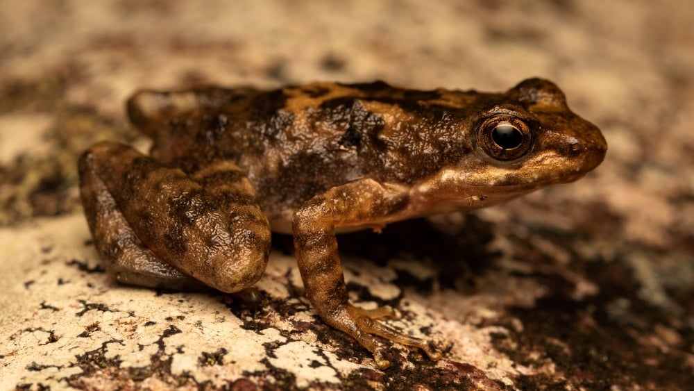 Eungella day frog