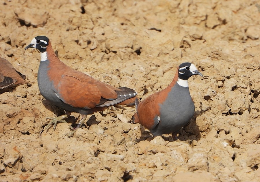 Flock bronzewings