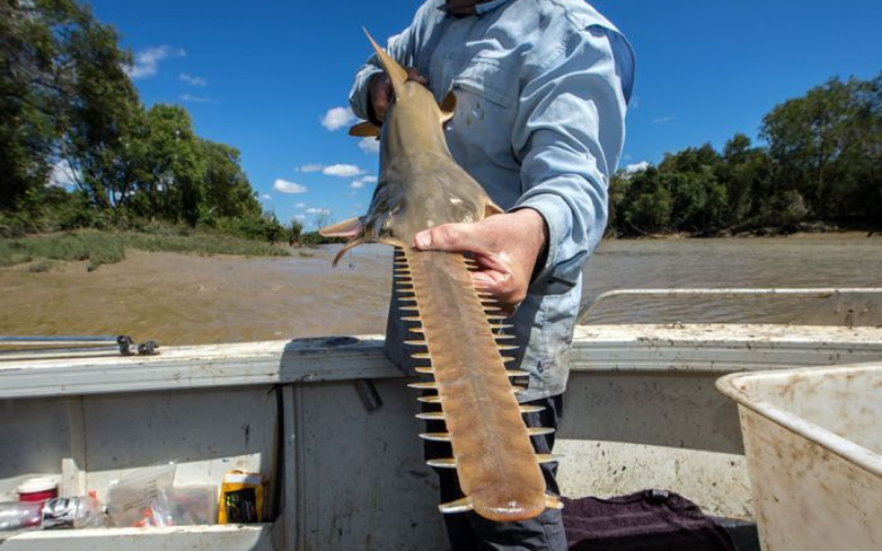 Freshwater-Sawfish.png#asset:18640