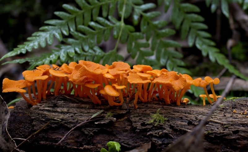 Unique ecosystems