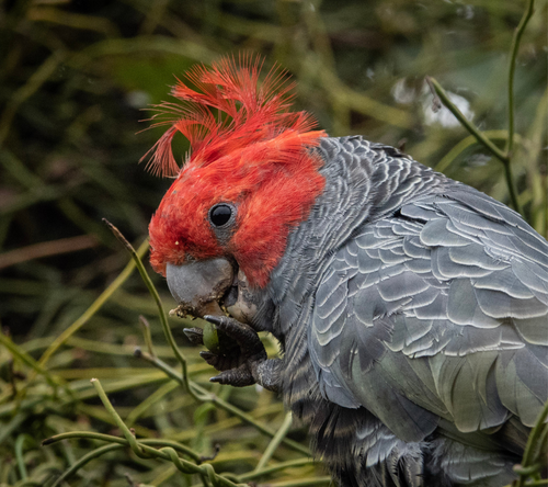 Lear more about why wildlife is at risk