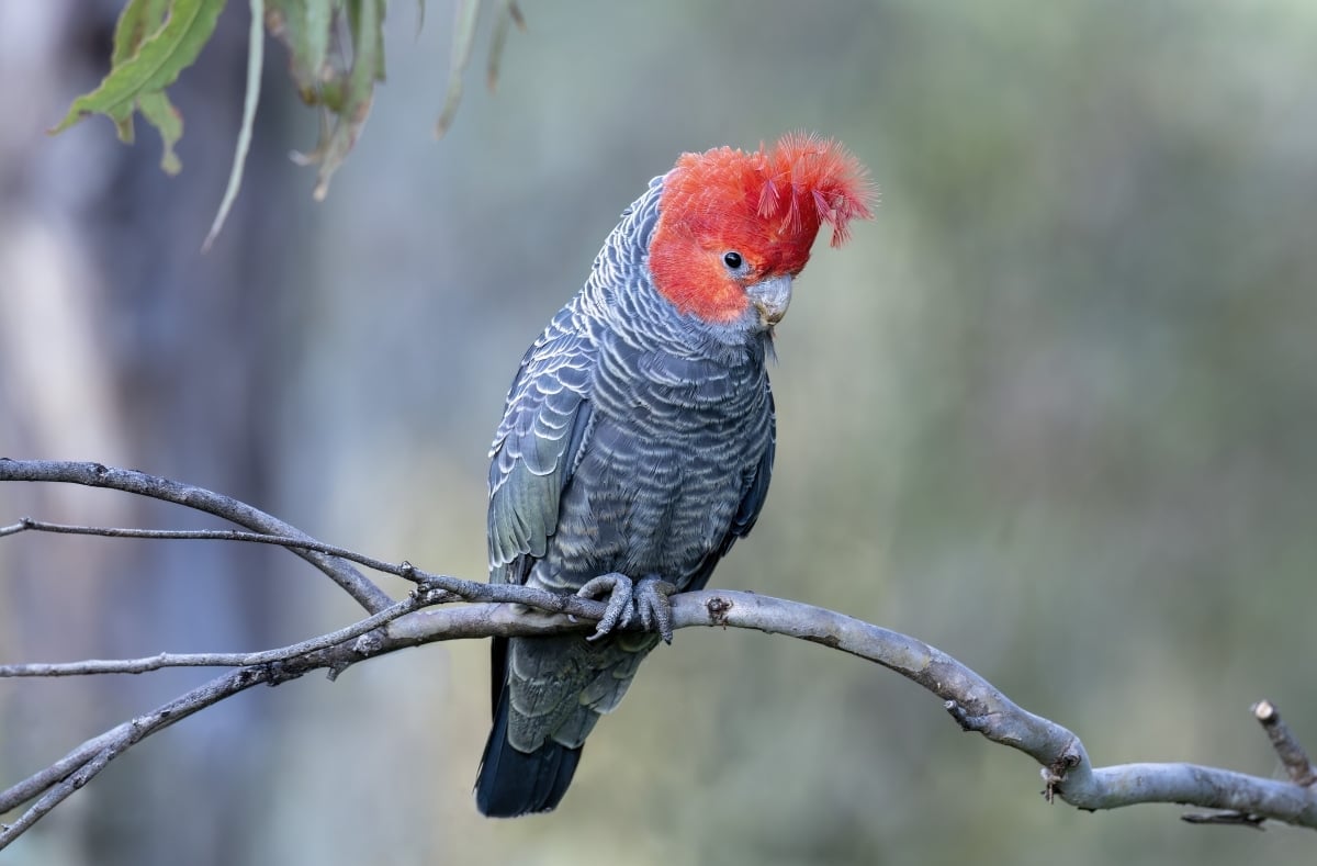 Gang gang cockatoo