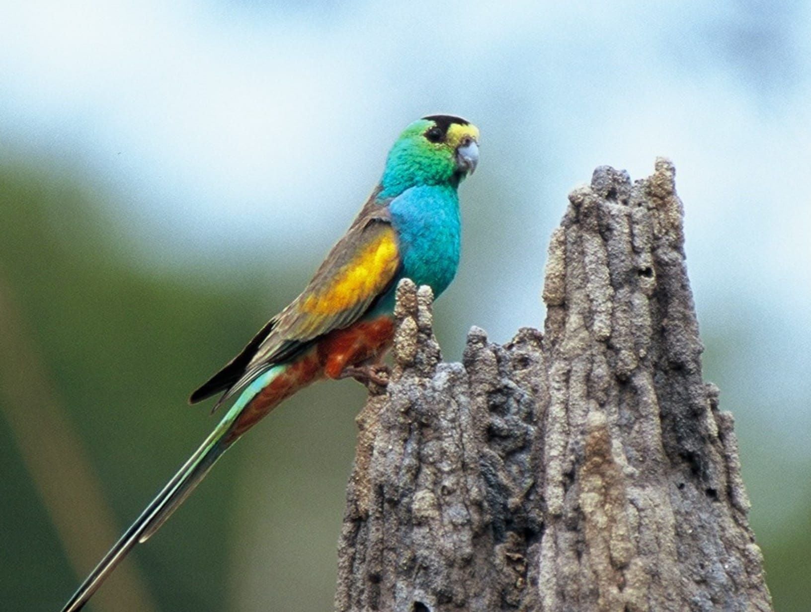alwal, arrmorral, minpin, thaku / golden-shouldered parrot