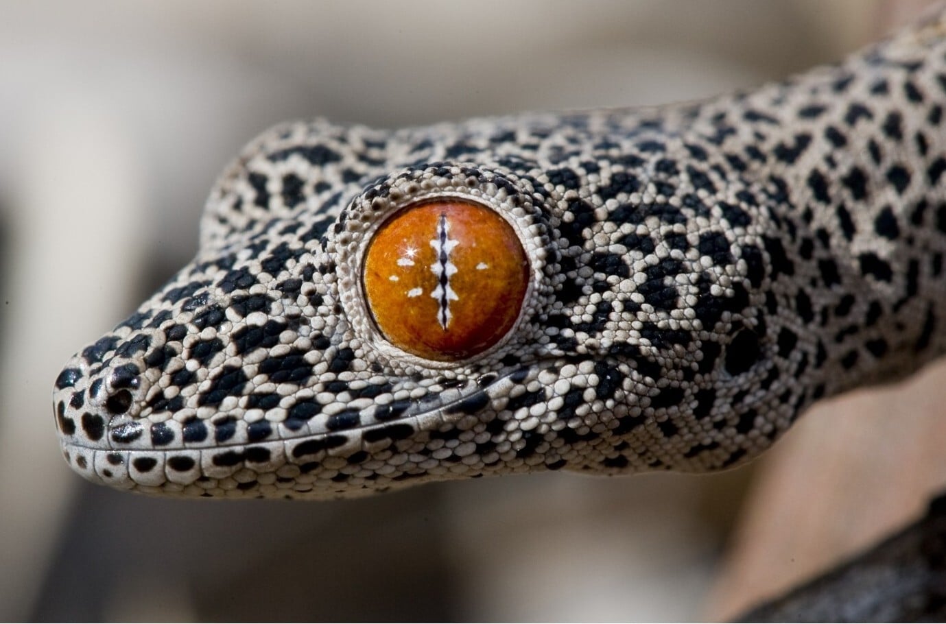 Golden-tailed gecko