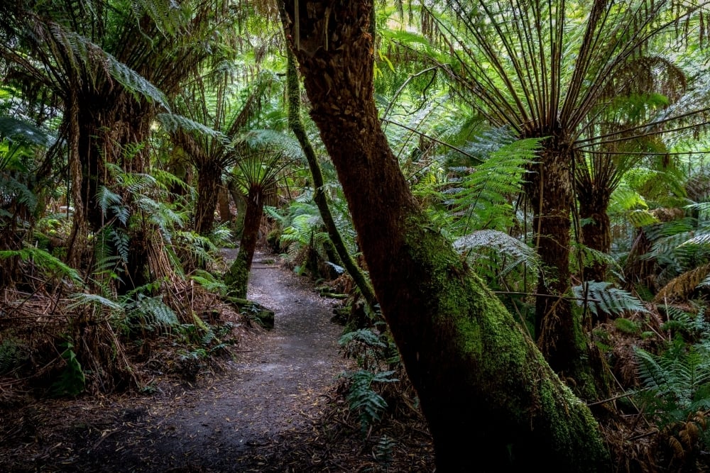 1. Great Otway National Park, Victoria