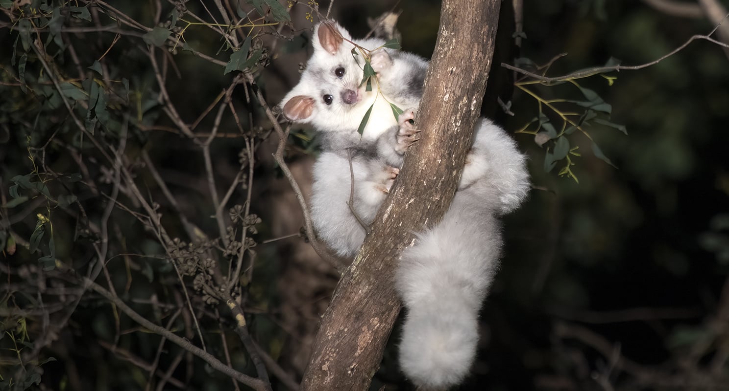 Wildlife is slipping toward extinction