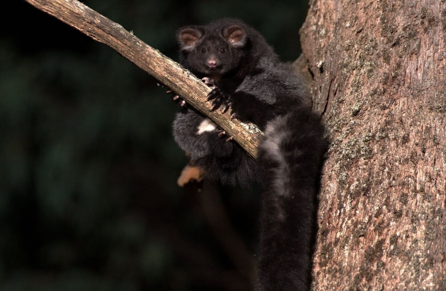 Wondrous wildlife