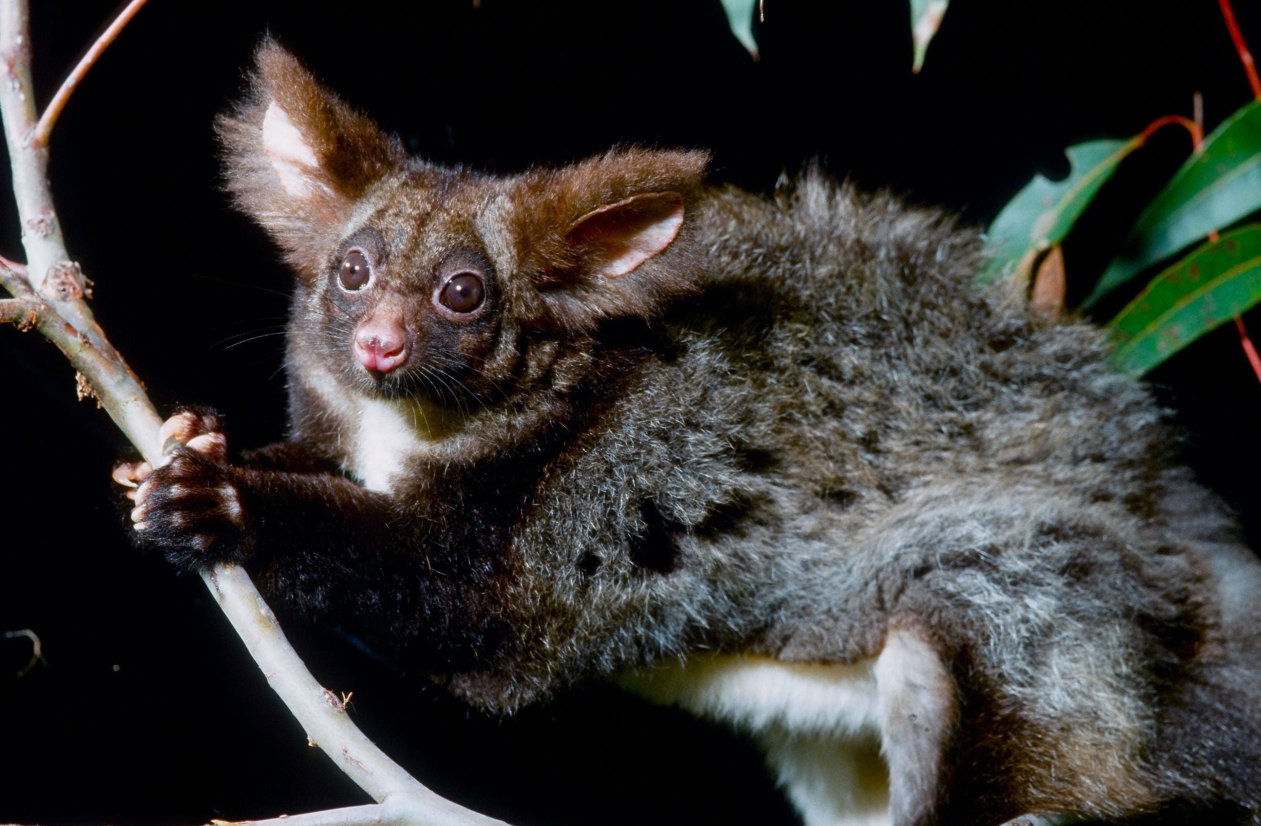 Greater glider