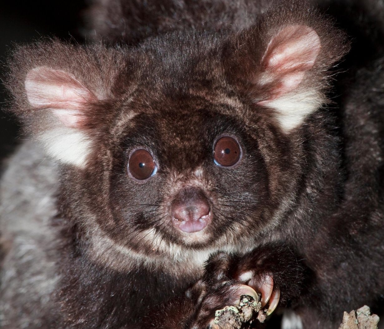 Greater glider