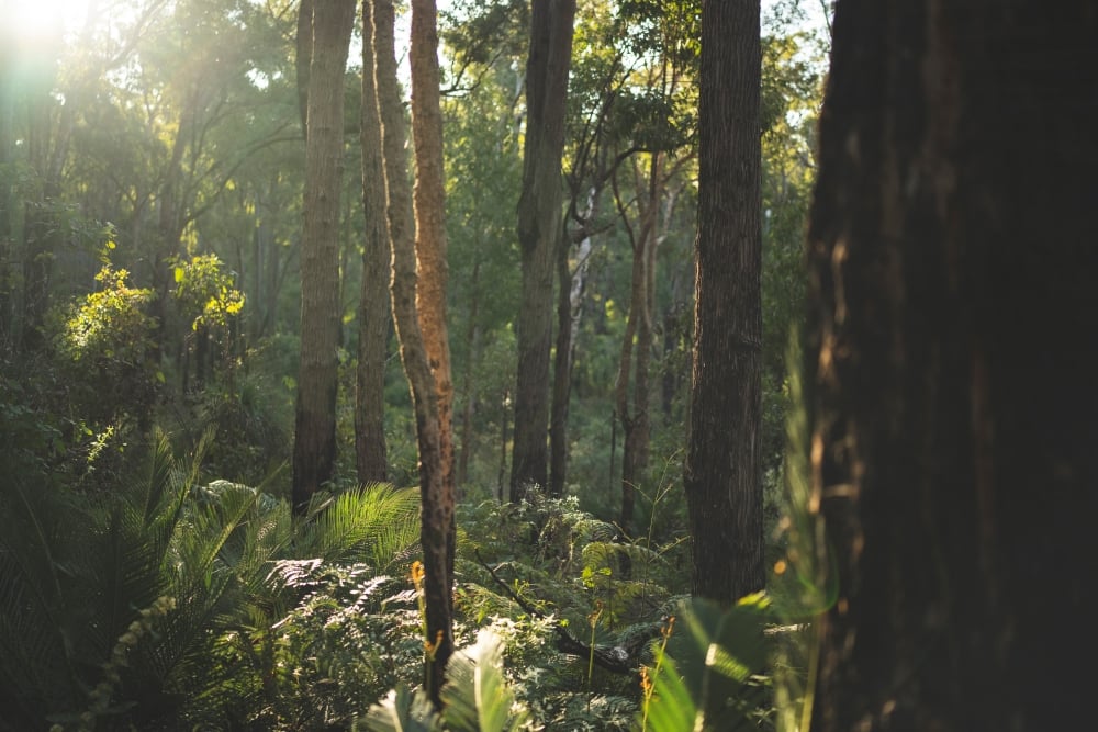 Forests we're fighting for