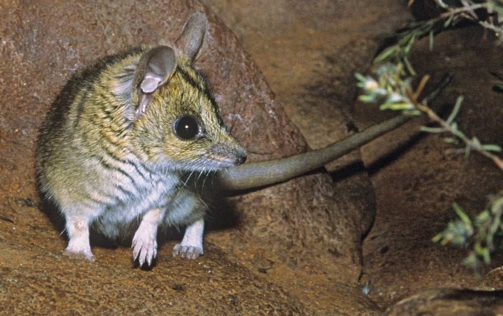 Julia Creek dunnart