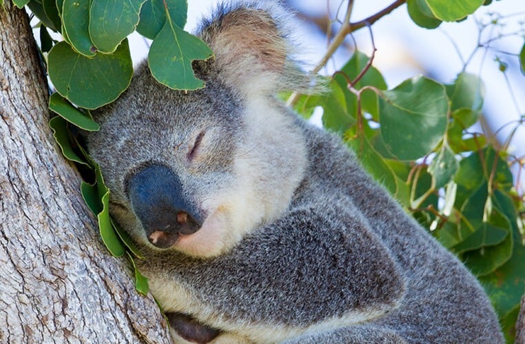 Koala