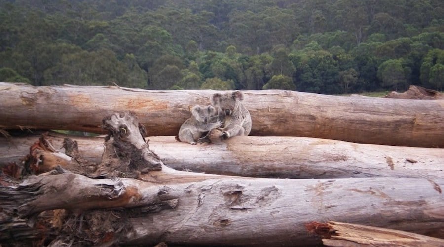 Stop the extinction crisis