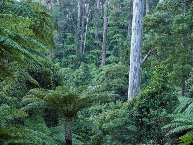 Forests we're fighting for