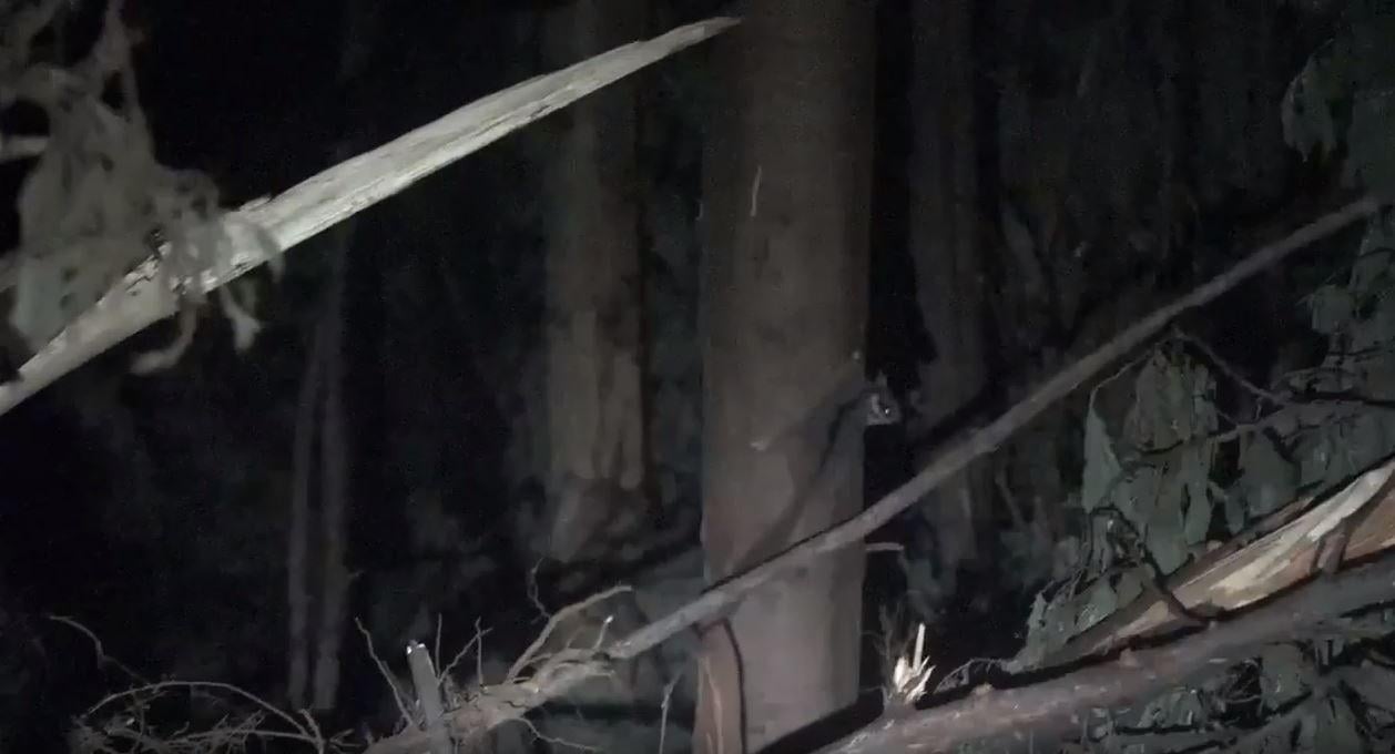 Footage of a Leadbeater’s Possum in a recently logged coupe, Central Highlands